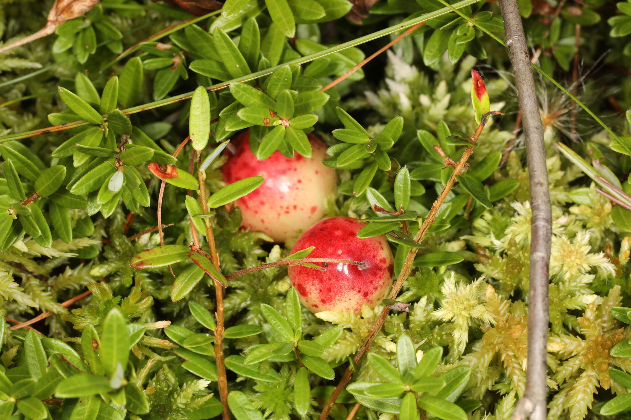 Image of Exobasidium rostrupii Nannf. 1981