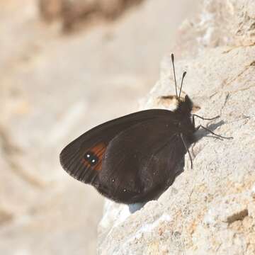 Image of Piedmont Ringlet