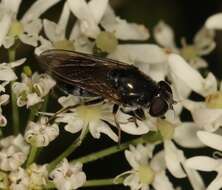 Cheilosia vulpina (Meigen 1822)的圖片