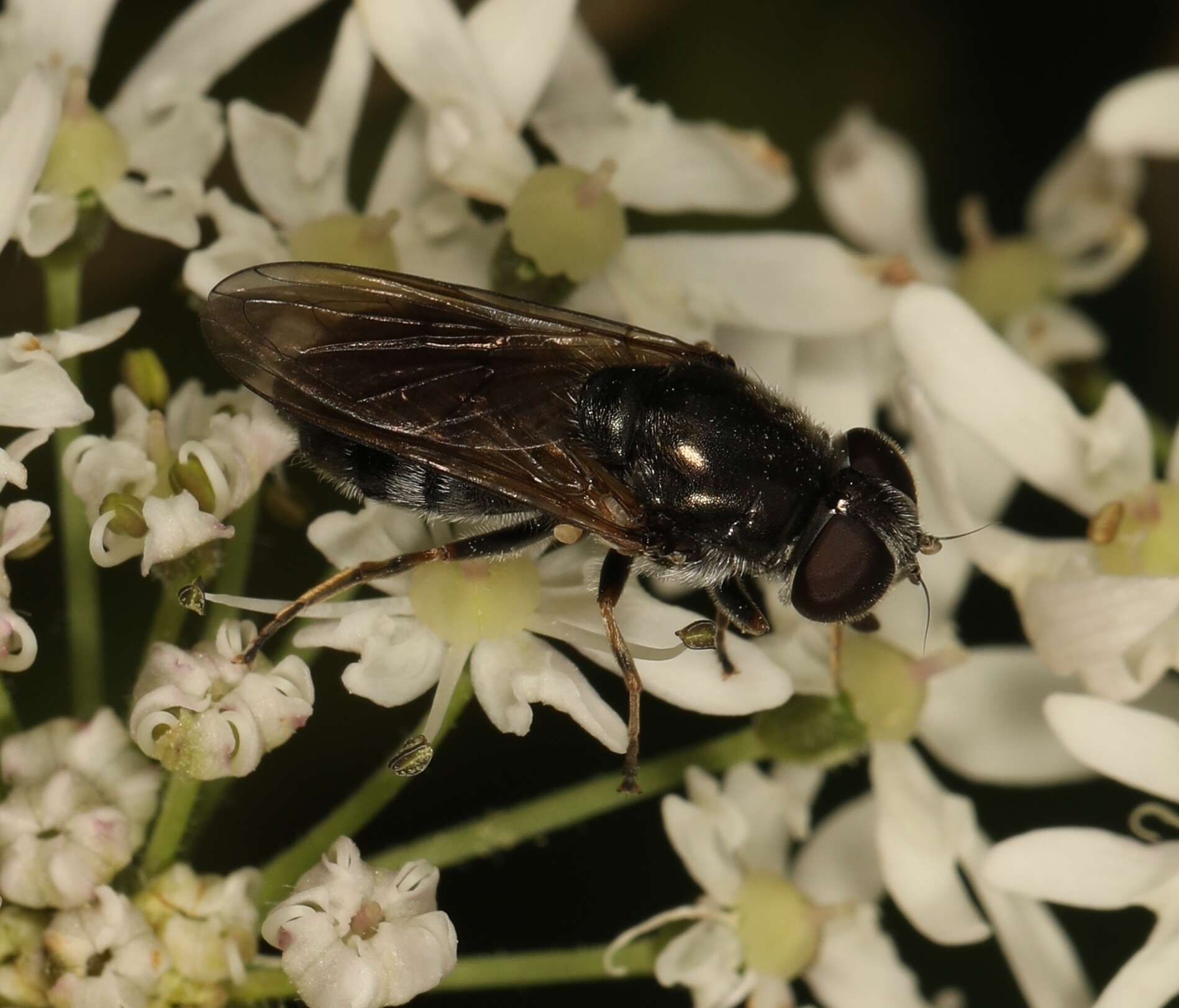 Image of Cheilosia vulpina (Meigen 1822)