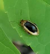 Image of Capraita thyamoides (Crotch 1873)