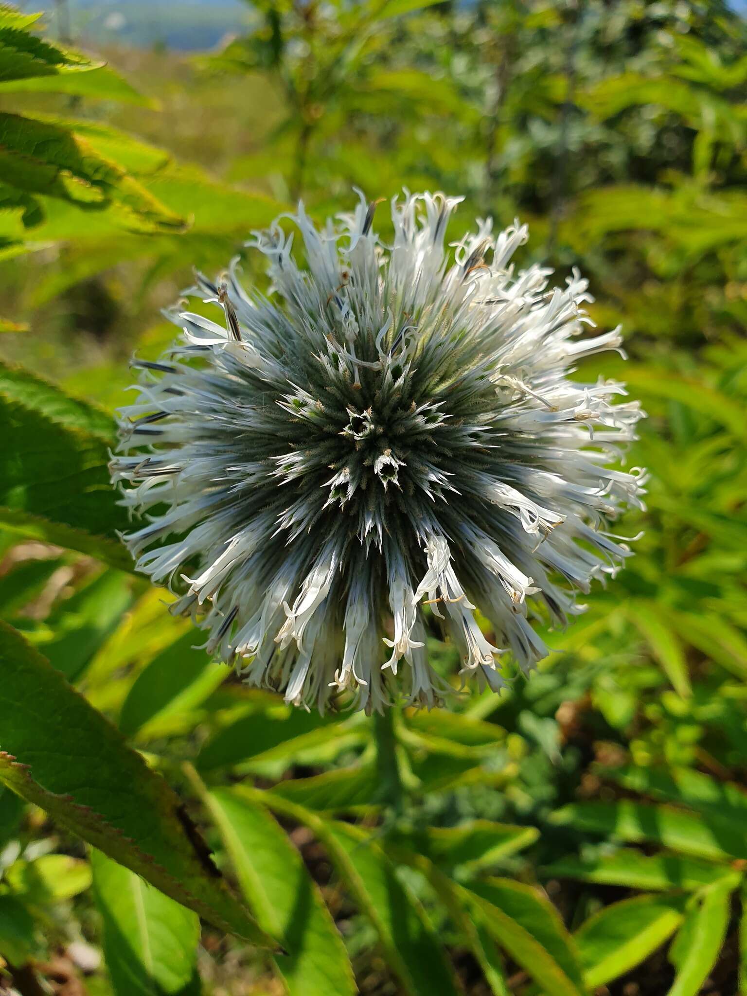 Image of Echinops sphaerocephalus subsp. albidus (Boiss. & Spruner) Kozuharov