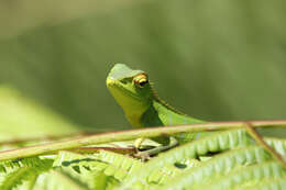 Image of Common green forest lizard