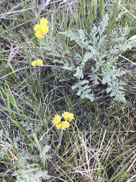 Image of desert biscuitroot