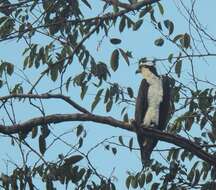 Image of ospreys