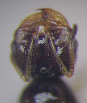 Image of Monomorium barbatulum Mayr 1877