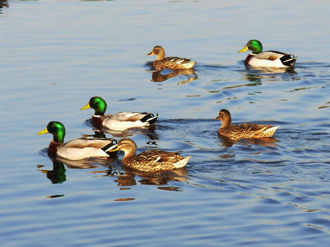 Image of Common Mallard