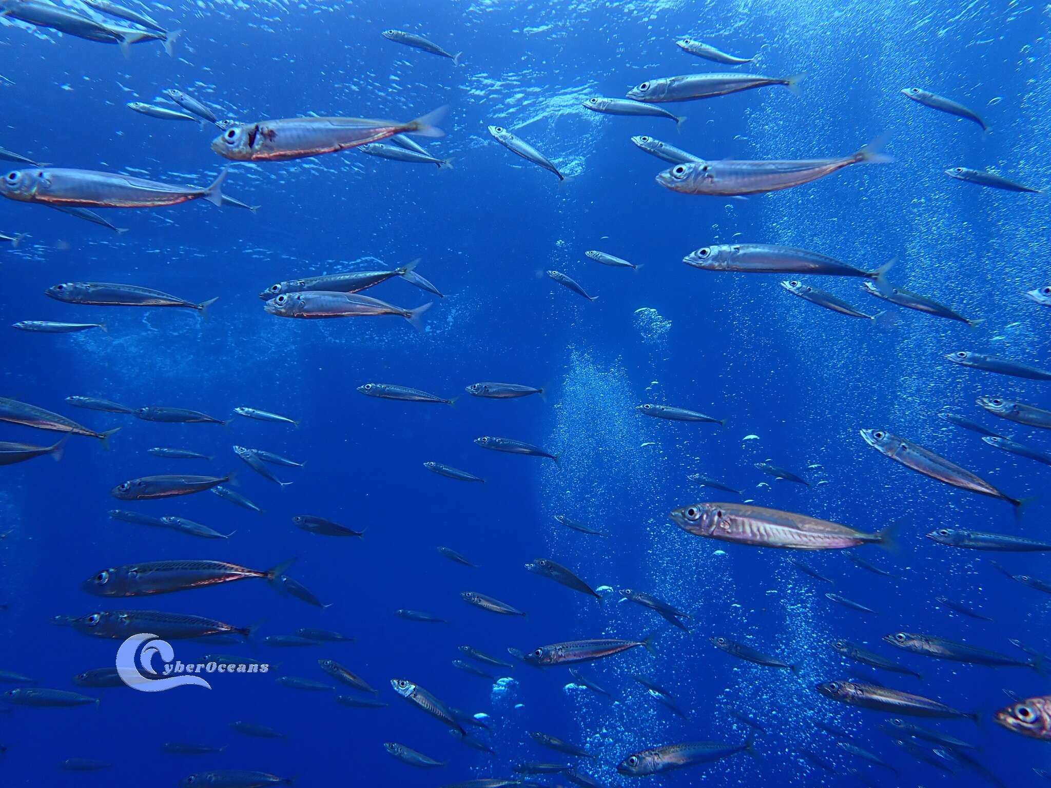 Image of Atlantic Chub Mackerel