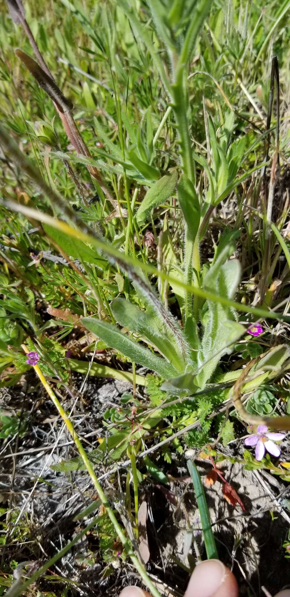 Plancia ëd Agoseris heterophylla (Nutt.) Greene