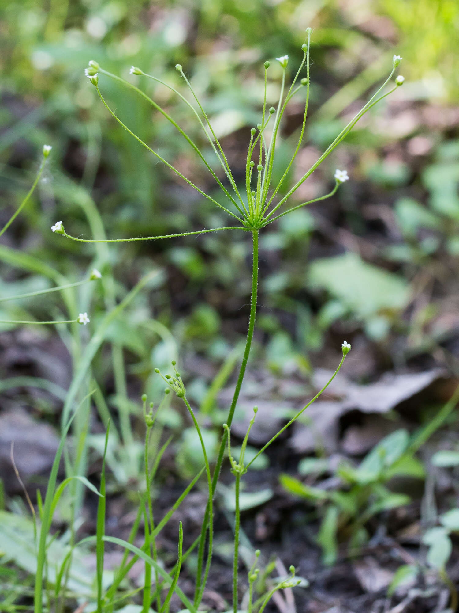 Image de Androsace filiformis Retz.