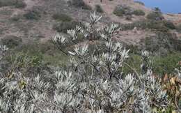 Image of Pacific yerba santa