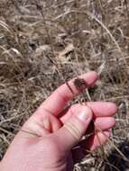 Juncus torreyi Coville的圖片