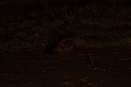 Image of Donaldson Smith's Nightjar