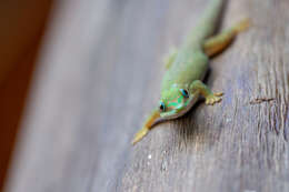 صورة Phelsuma dubia (Boettger 1881)