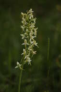 Image of Platanthera hybrida Brügger