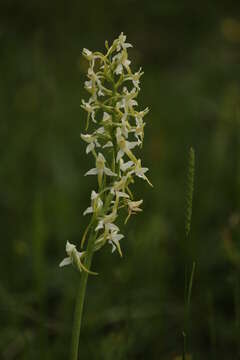 Image of Platanthera hybrida Brügger