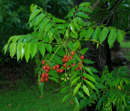 Image of Ganophyllum falcatum Bl.