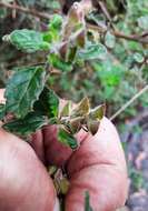 Image of Prostanthera incana A. Cunn. ex Benth.