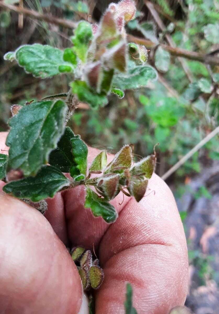 Image of Prostanthera incana A. Cunn. ex Benth.