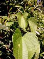 Image of Dioscorea antaly Jum. & H. Perrier