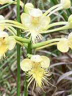 Imagem de Platanthera canbyi (Ames) Luer