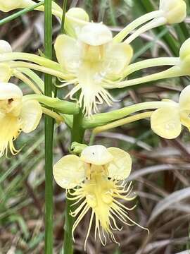 Image of fringed orchid