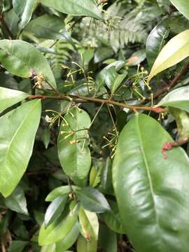 صورة Ardisia chinensis Benth.