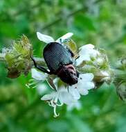 Image de Strigoderma sulcipennis Burmeister 1844