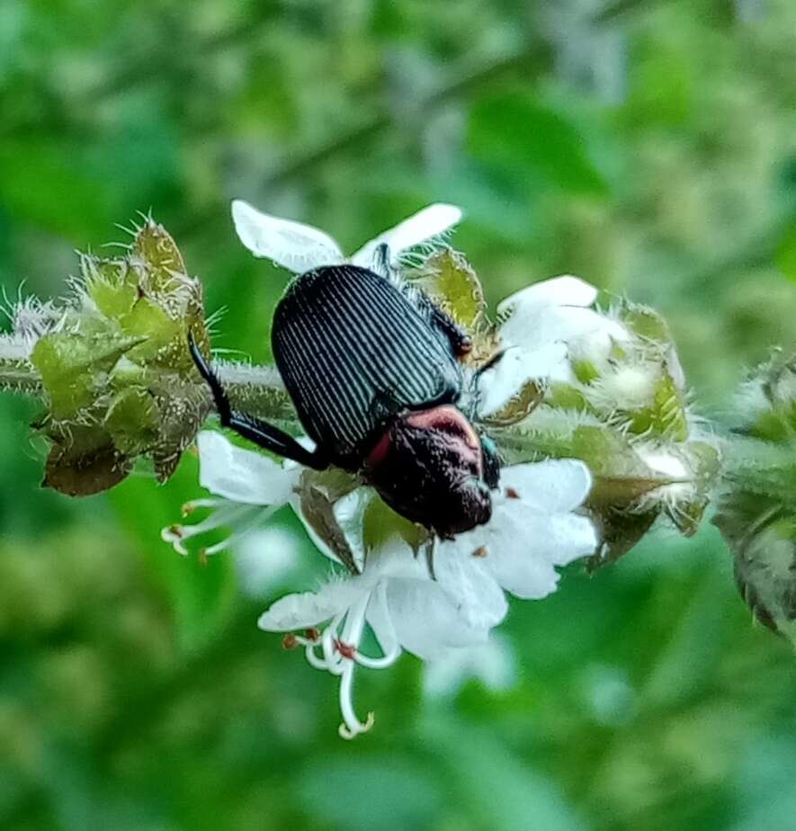 Image de Strigoderma sulcipennis Burmeister 1844