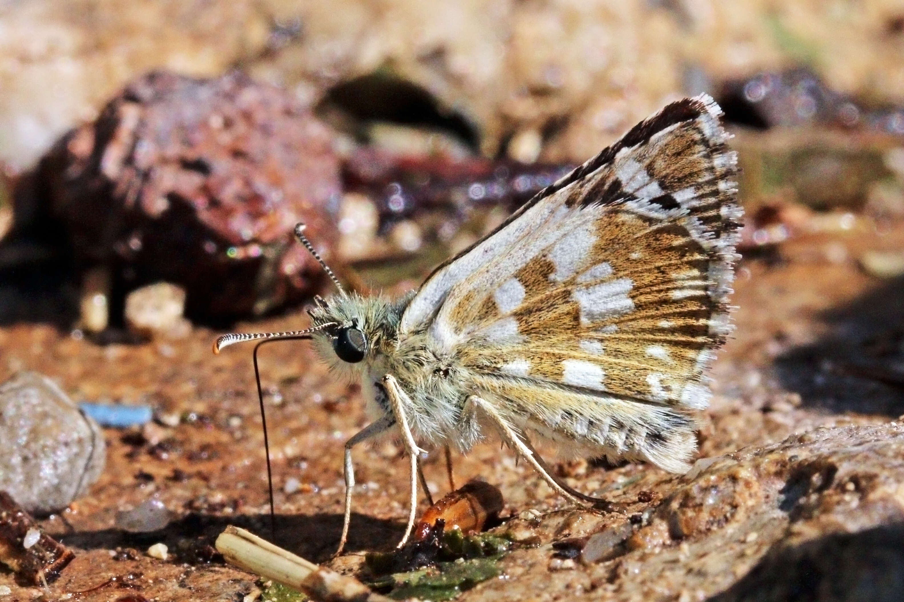 Image of Pyrgus cinarae Rambur 1838