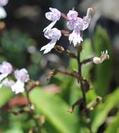 Image of Stenoglottis longifolia Hook. fil.