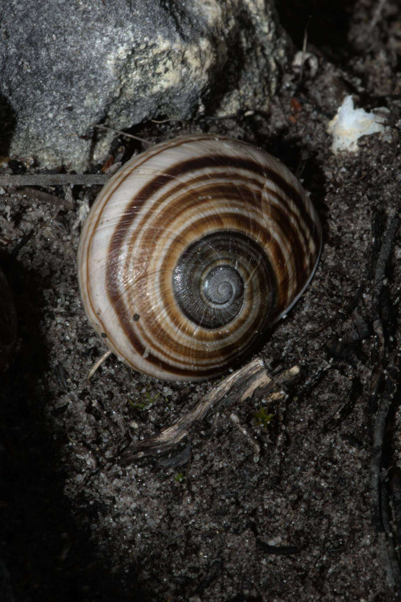 Image de Capitina calcicola Herbert & Moussalli 2010