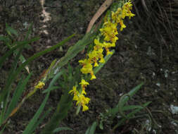 Image of Lockhartia oerstedii Rchb. fil.