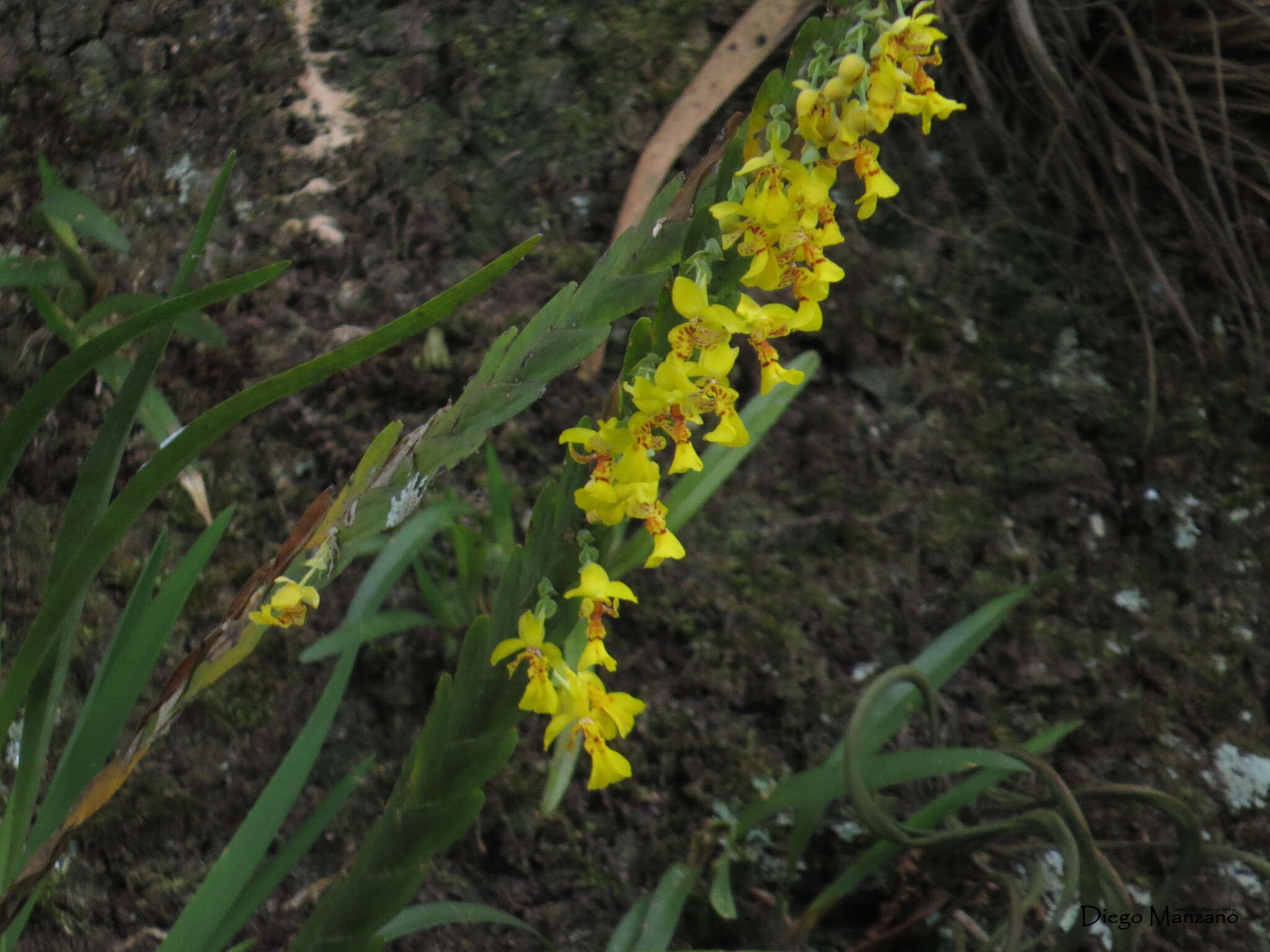 Image of Lockhartia oerstedii Rchb. fil.