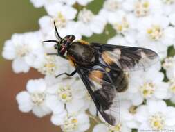 Image of Chrysops caecutiens (Linnaeus 1758)