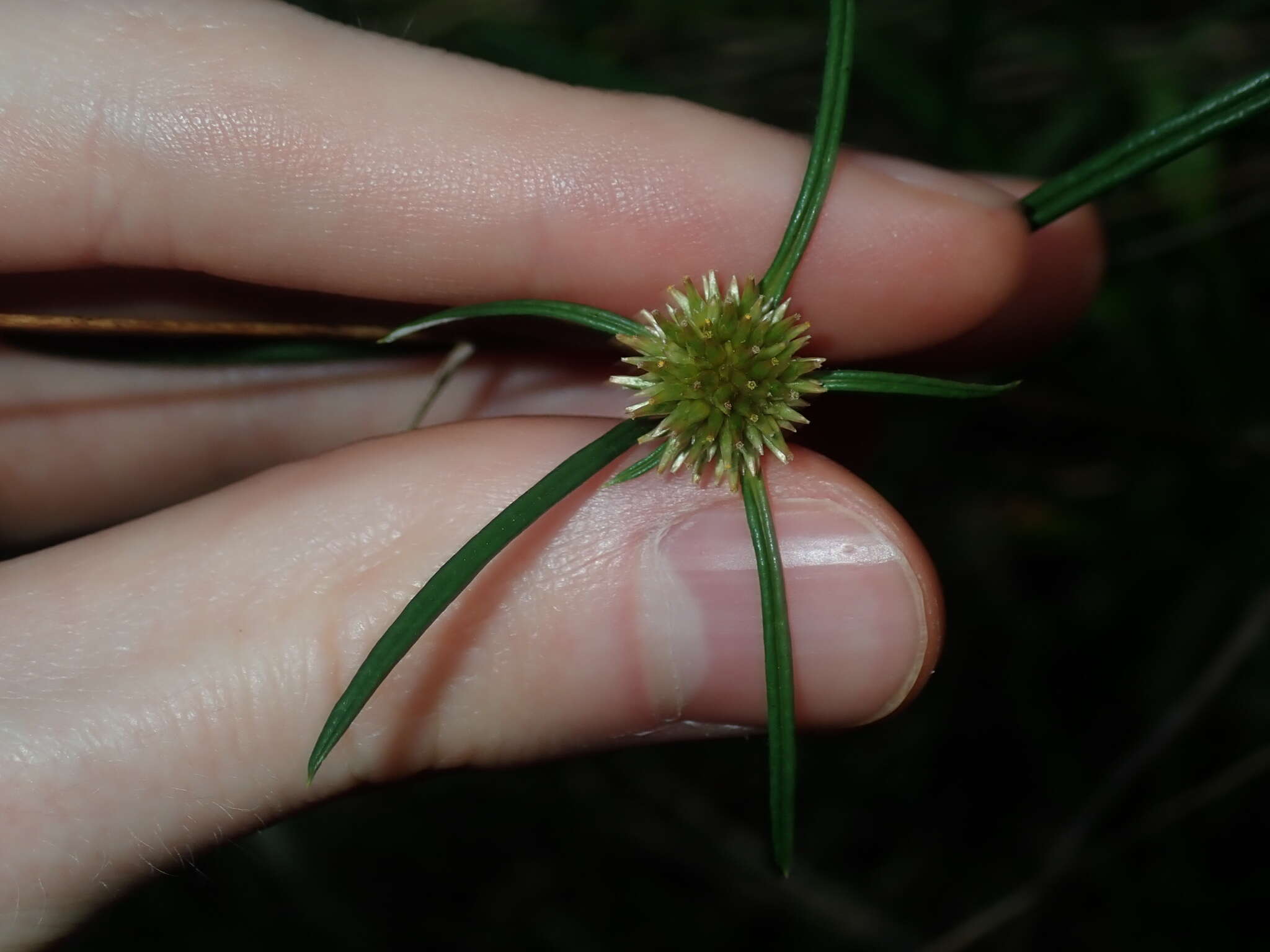 Image of tropical creeping cudweed