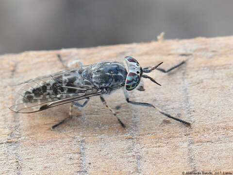 Image of common horse fly