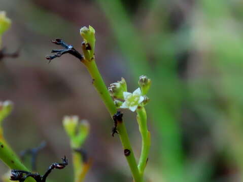 Image of Thesium capituliflorum Sond.