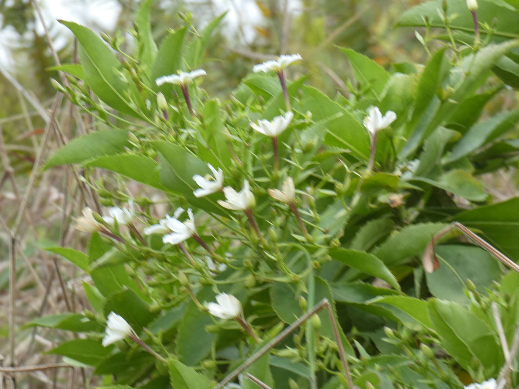 Imagem de Scaevola chamissoniana Gaud.