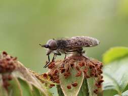 Image de Haematopota pluvialis (Linnaeus 1758)