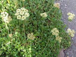 Image of sulphur-flower buckwheat