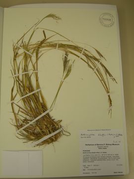 Image of Caucasian bluestem