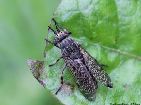 Image of common horse fly