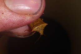 Image of One Spotted Stink Bug