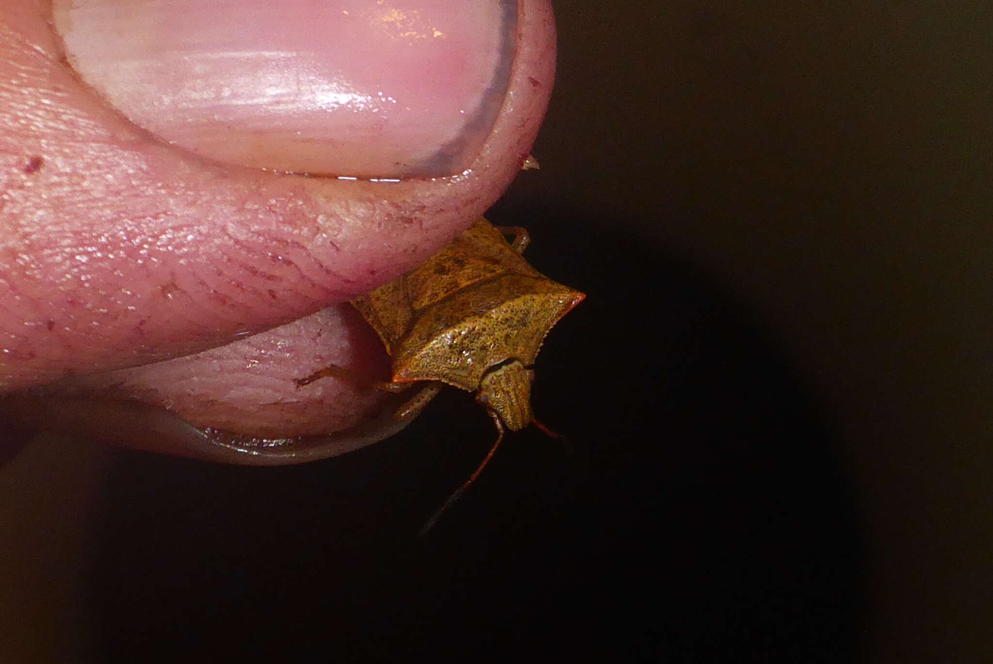 Image of One Spotted Stink Bug