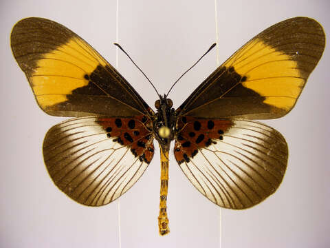 Image of Acraea poggei nelsoni Grose-Smith & Kirby 1892