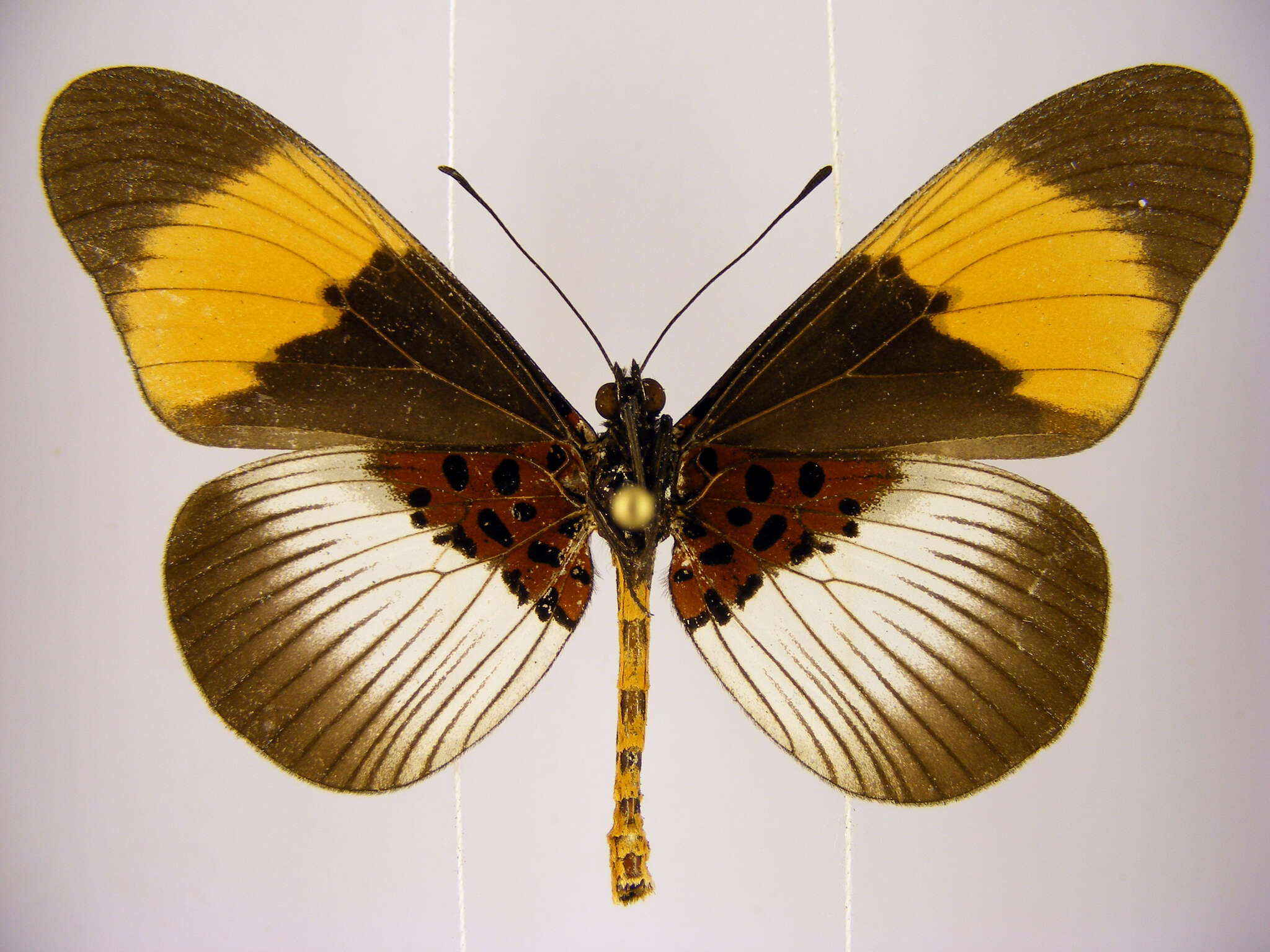 Image de Acraea poggei nelsoni Grose-Smith & Kirby 1892