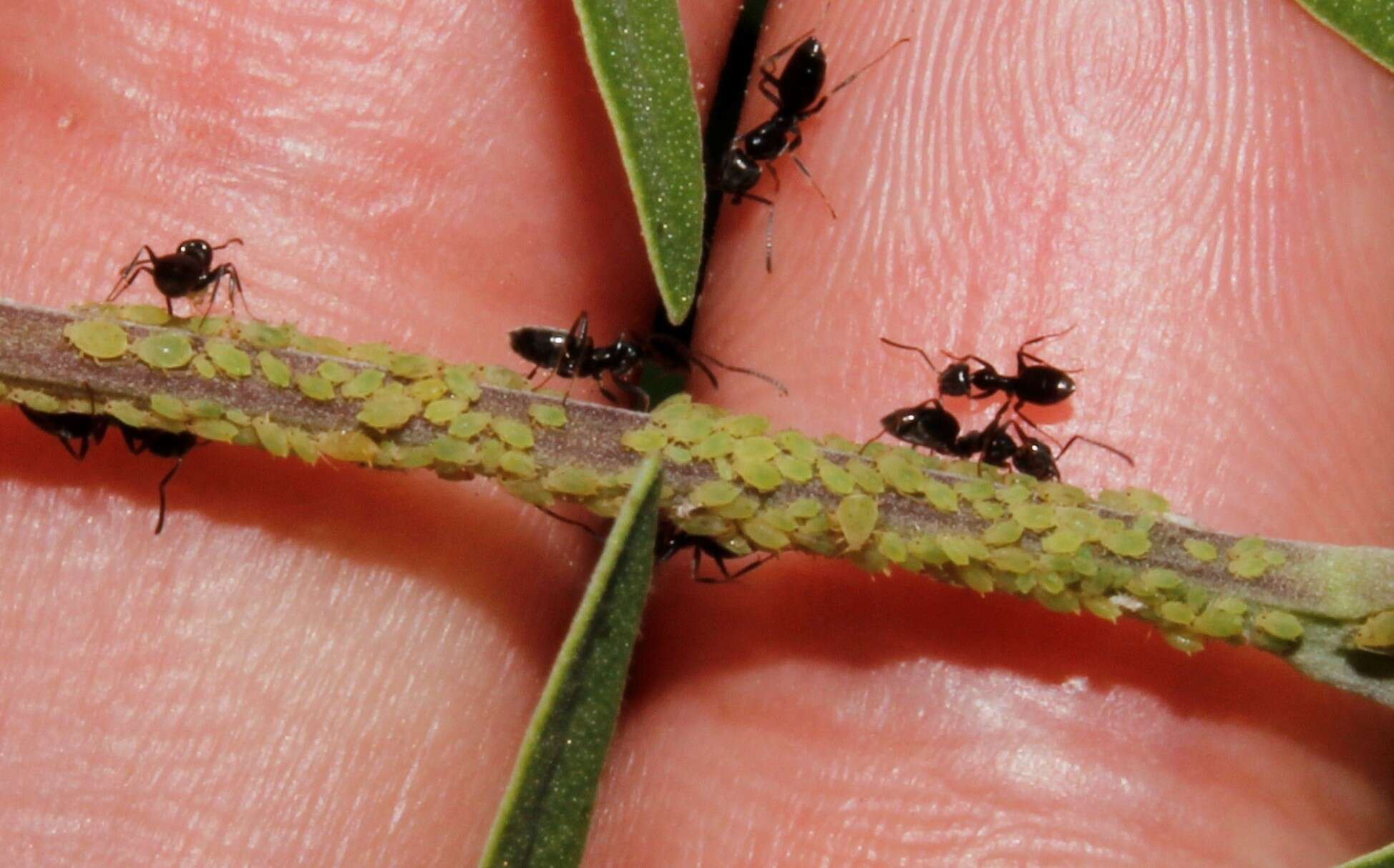 Image of Buckthorn aphid