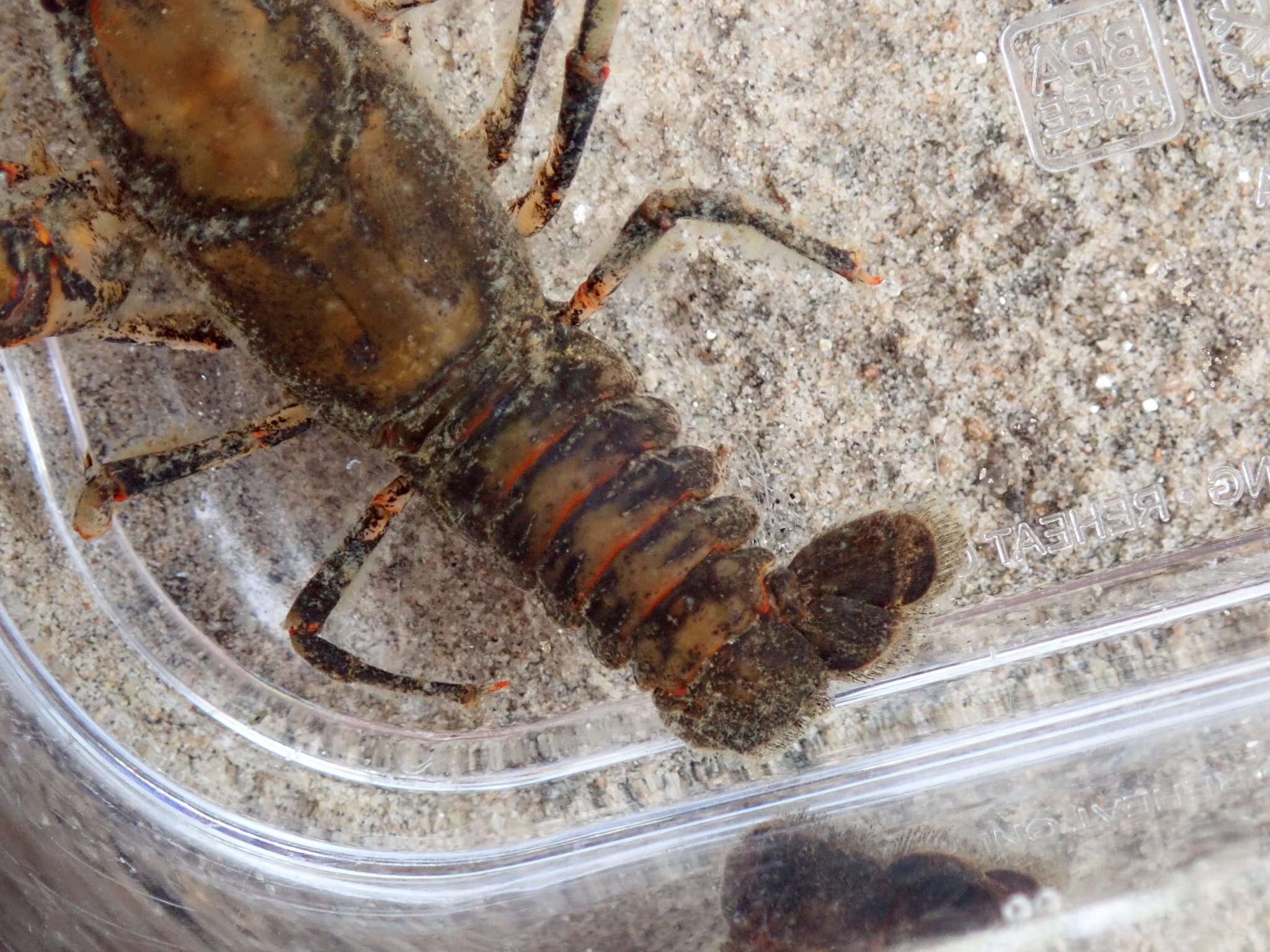 Image of Chattahoochee Crayfish