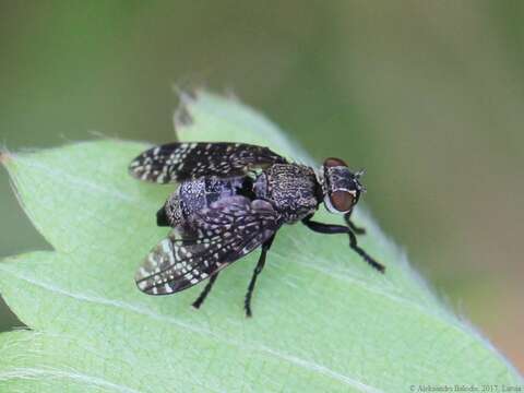 Image of Fly